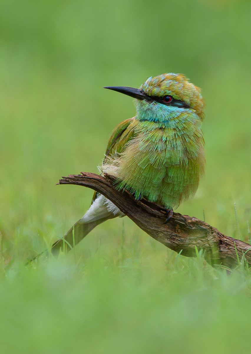 Asian Green Bee-eater - Srinivas Mallela