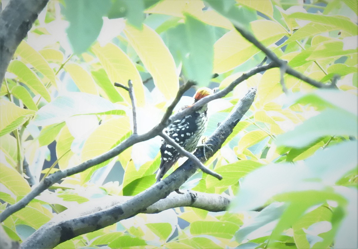 Brown-fronted Woodpecker - Sahana M