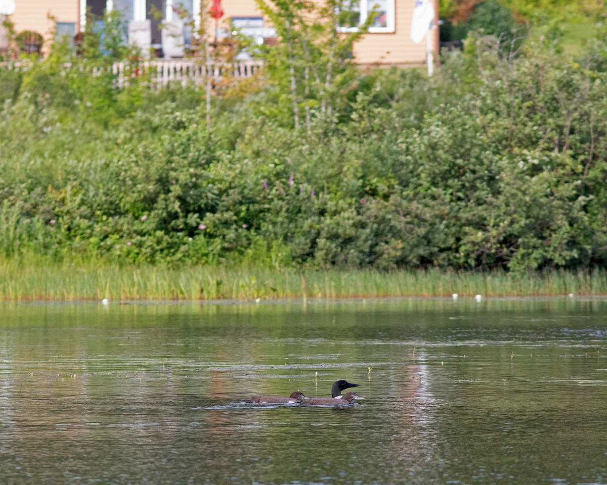 Common Loon - ML473277681