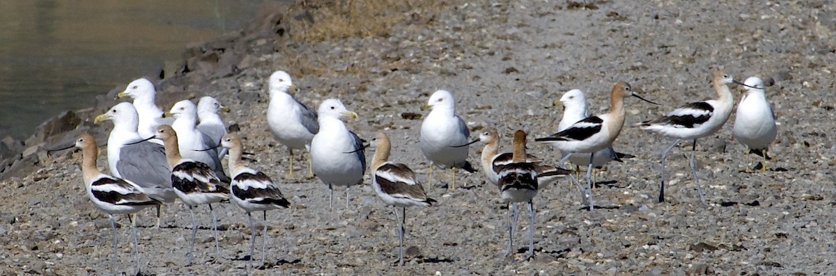 Gaviota Californiana - ML473278681