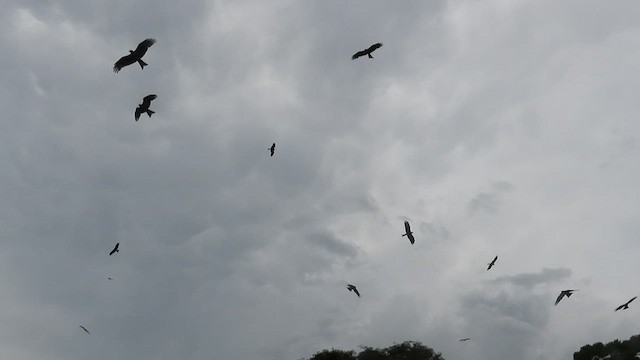 Black Kite (Yellow-billed) - ML473278941