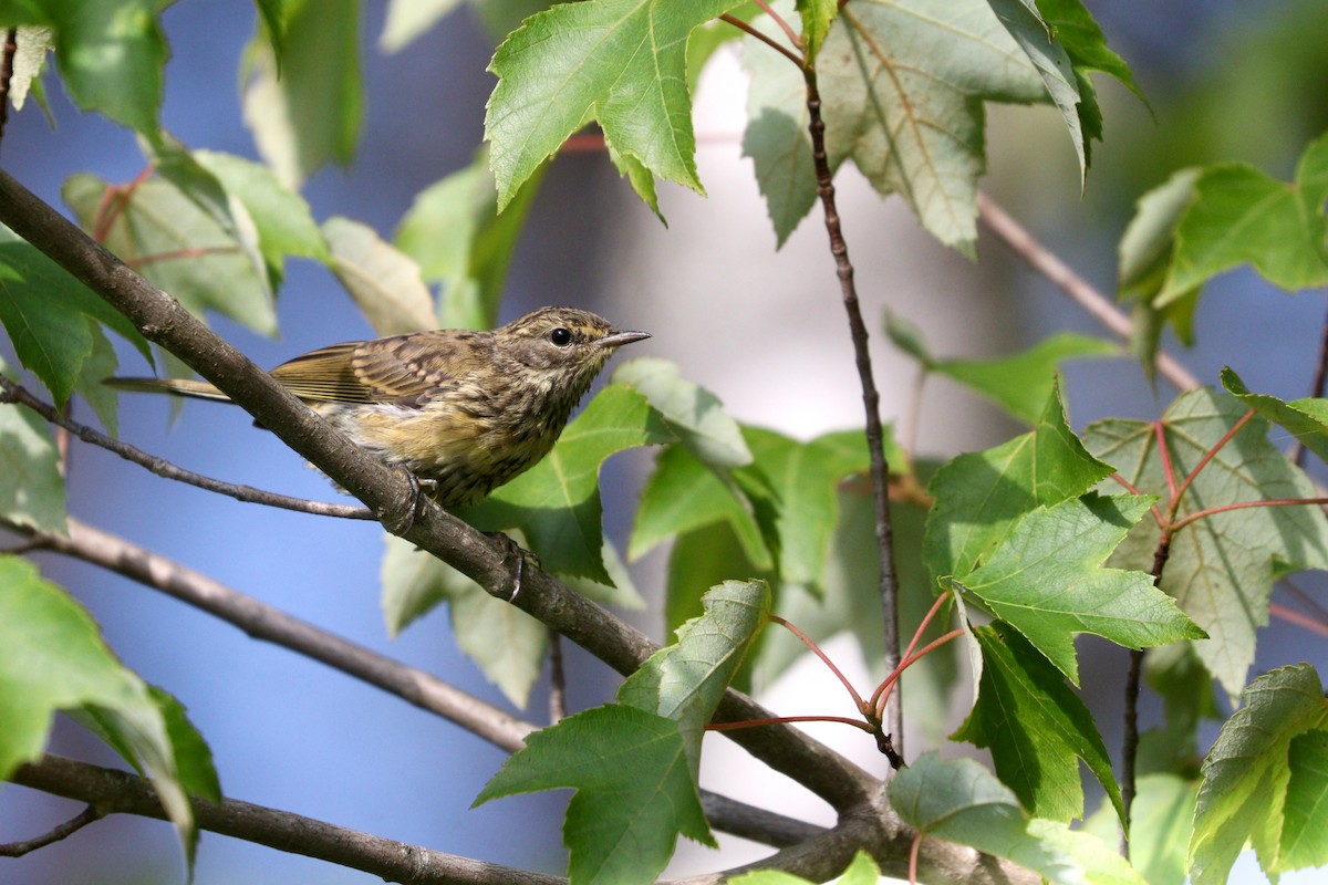 Palm Warbler (Yellow) - ML473279941