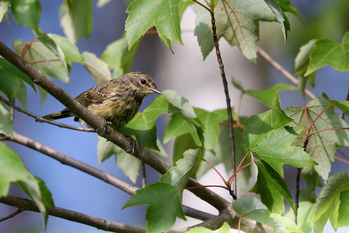 Palm Warbler (Yellow) - ML473279971