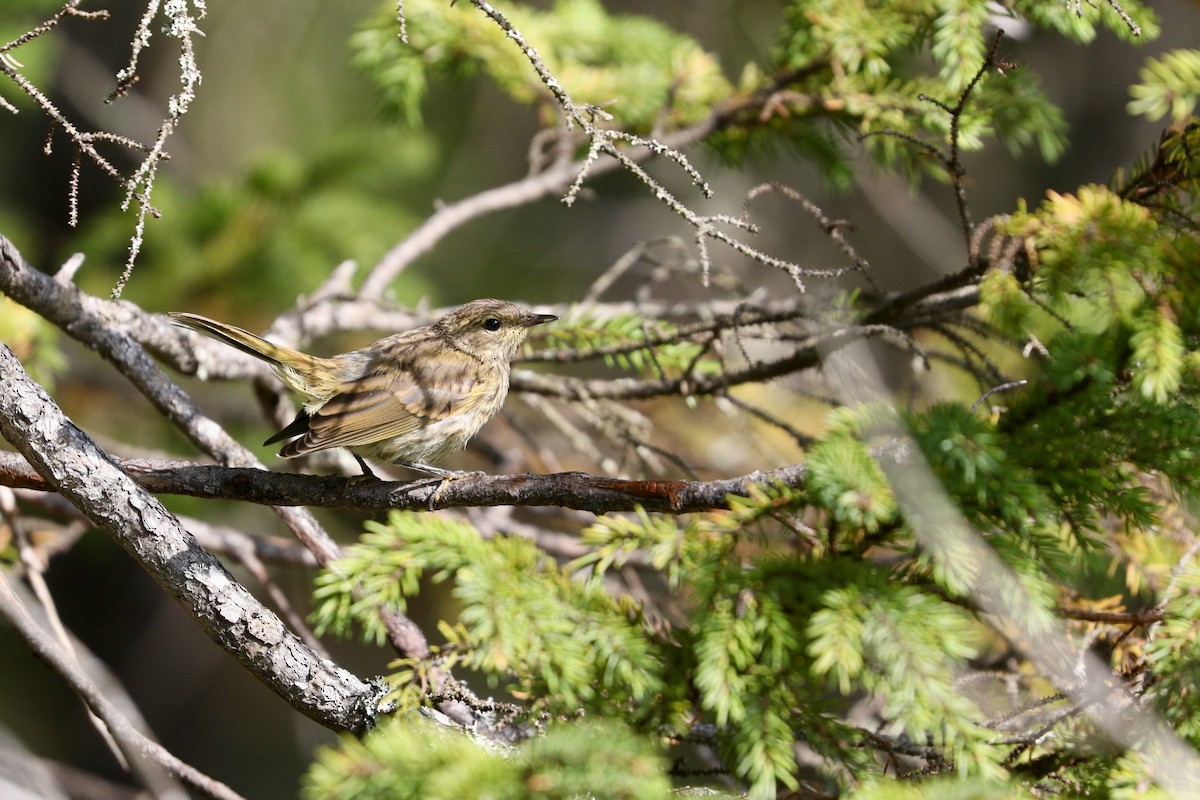 Palm Warbler (Yellow) - ML473280141