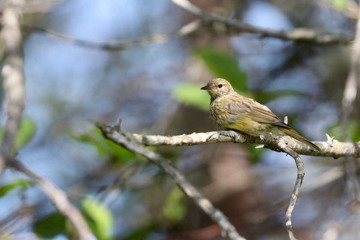 lesňáček bažinný (ssp. hypochrysea) - ML473280151