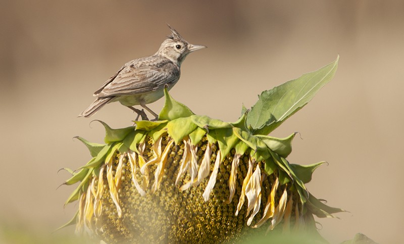 Crested Lark - ML473281441