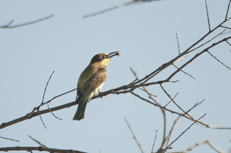 European Bee-eater - Daniel Gutiérrez