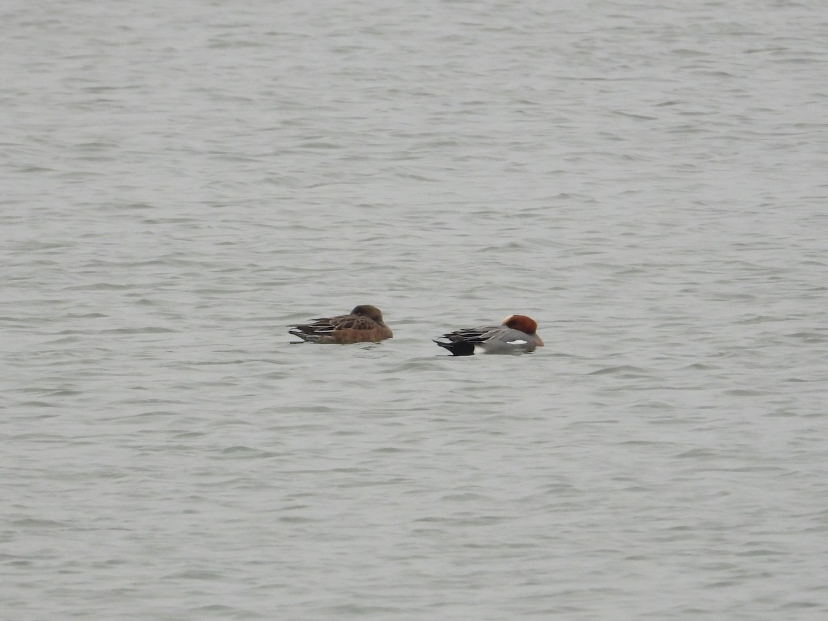 Eurasian Wigeon - ML473281731