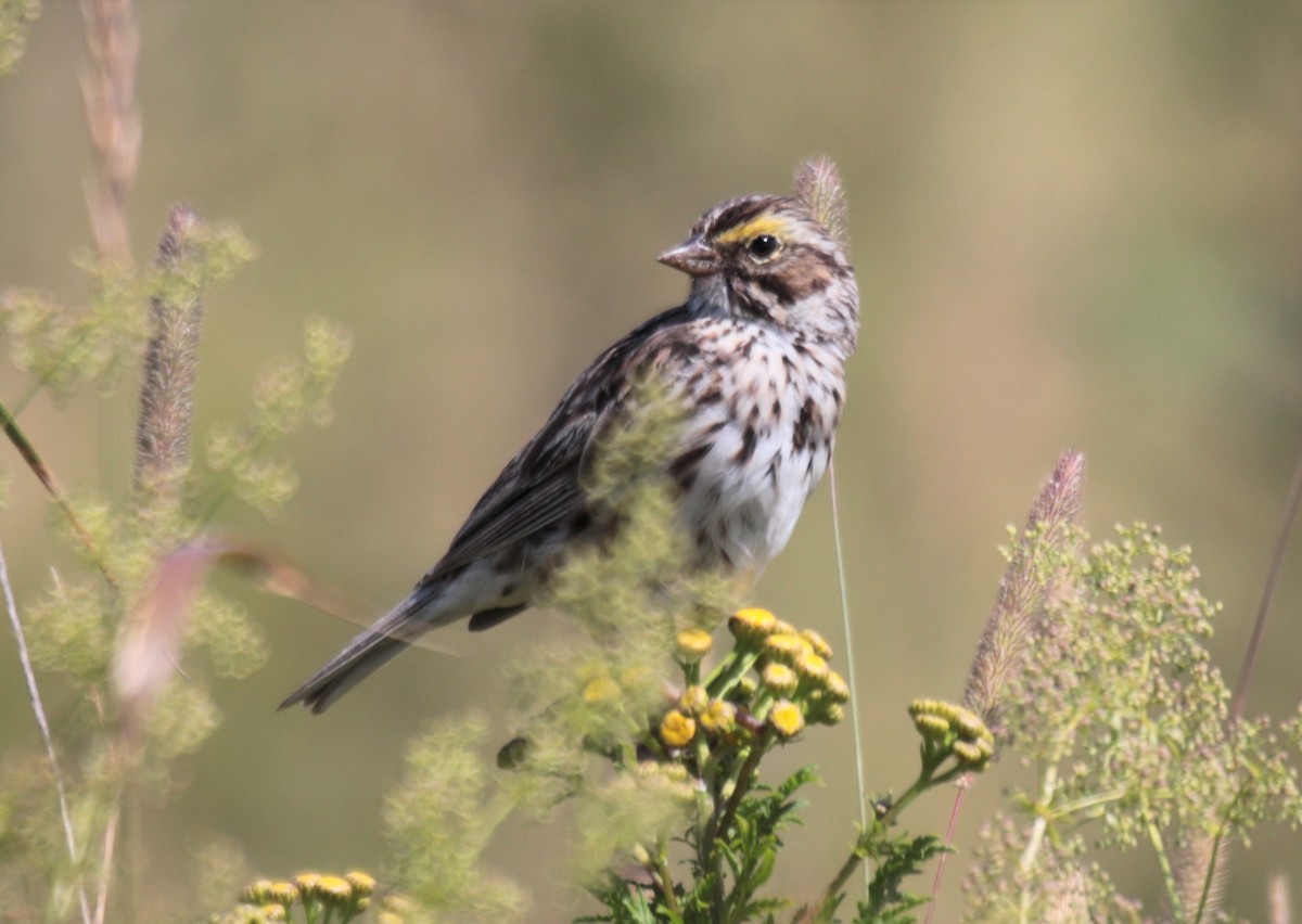 Savannah Sparrow - ML473281971