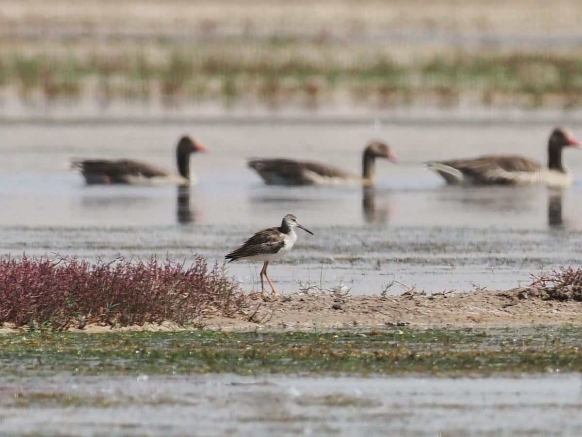 Spotted Redshank - ML473282941