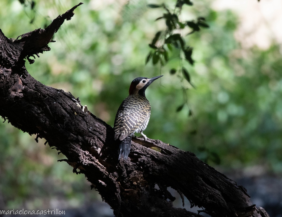 Green-barred Woodpecker - ML473283371