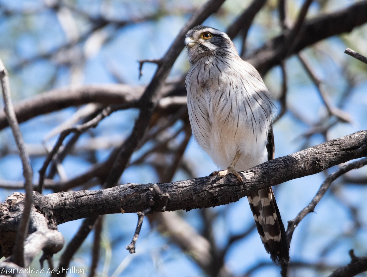 Spot-winged Falconet - ML473283401