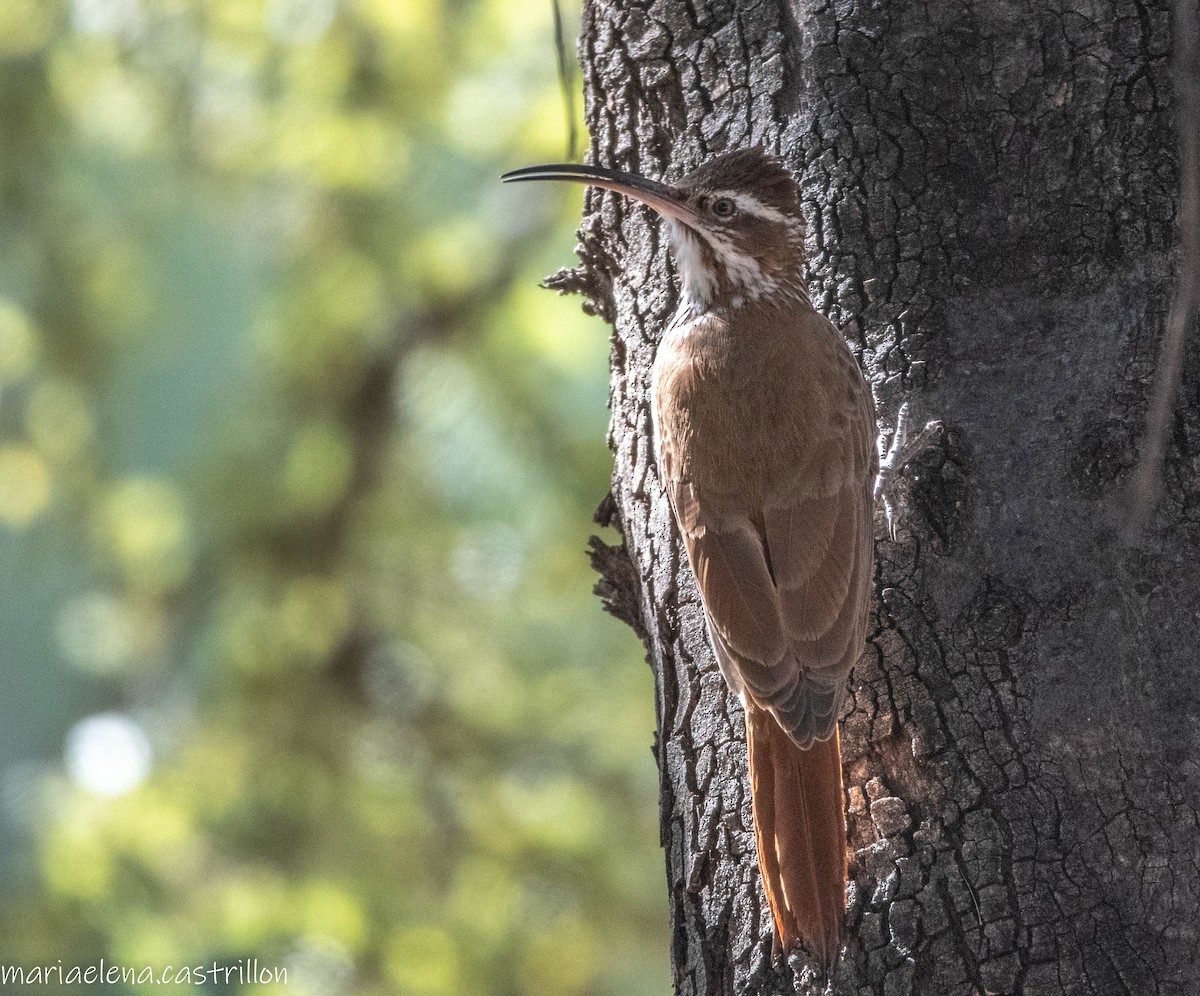 Scimitar-billed Woodcreeper - ML473283411