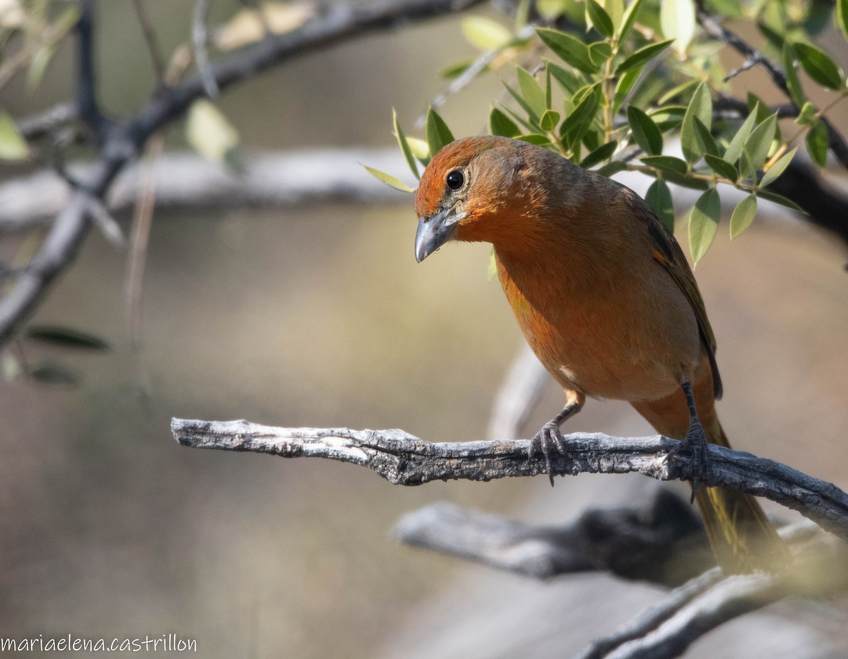 Ringed Warbling Finch - ML473283501