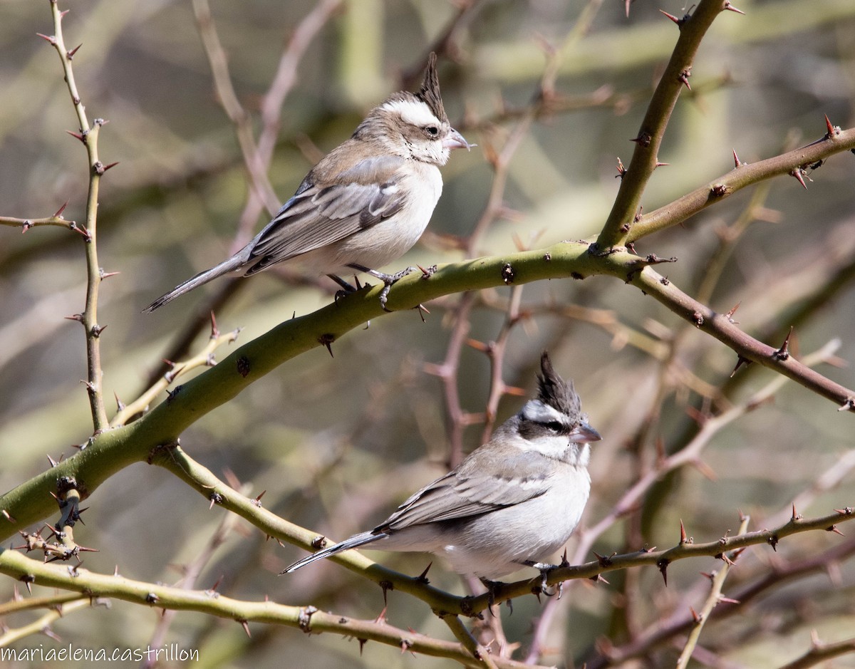 Black-crested Finch - ML473283621