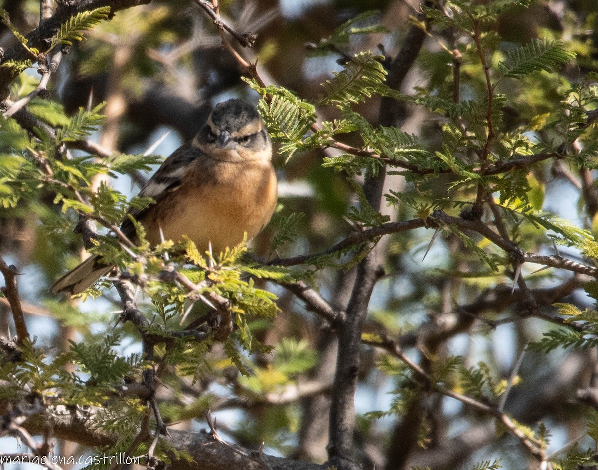 Cinnamon Warbling Finch - ML473283711