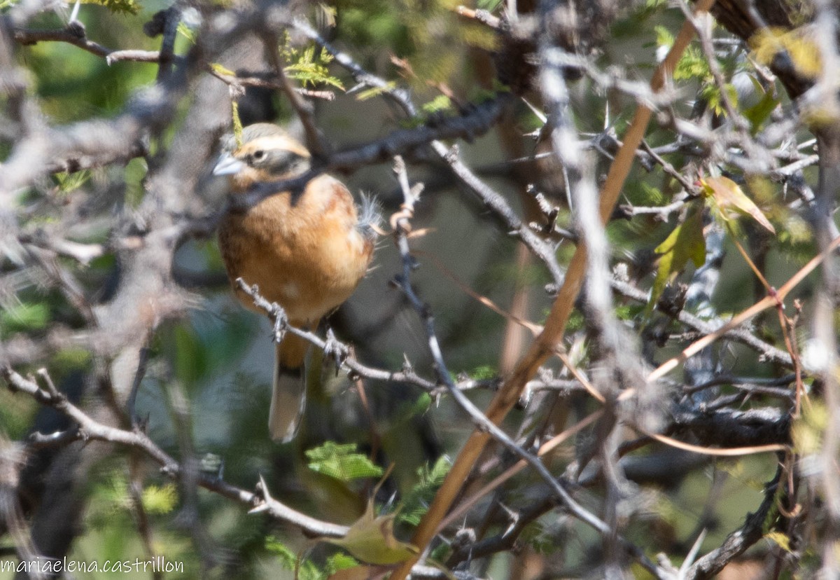 Cinnamon Warbling Finch - ML473283721