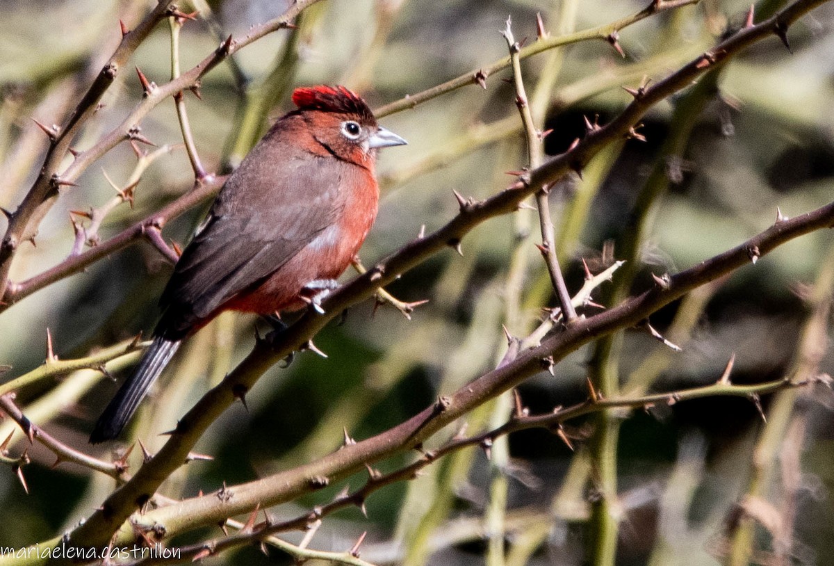 Red-crested Finch - ML473283771