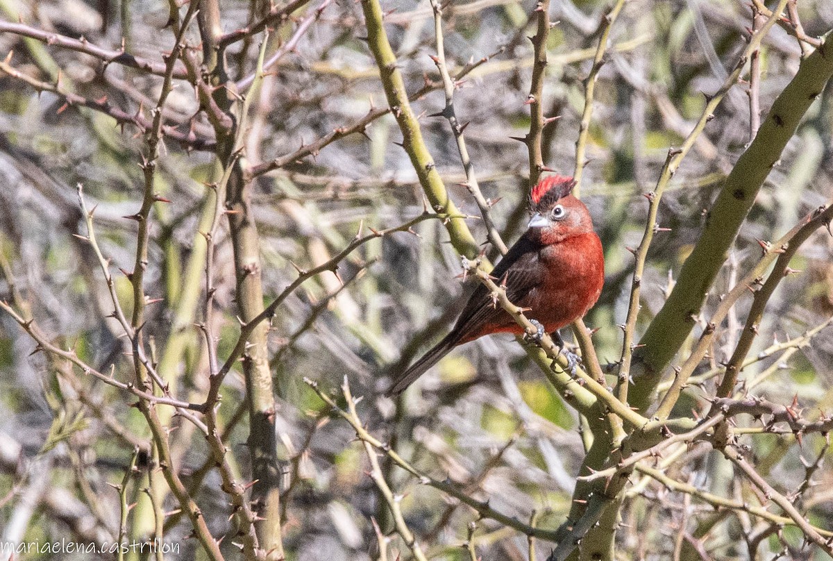Red-crested Finch - ML473283781