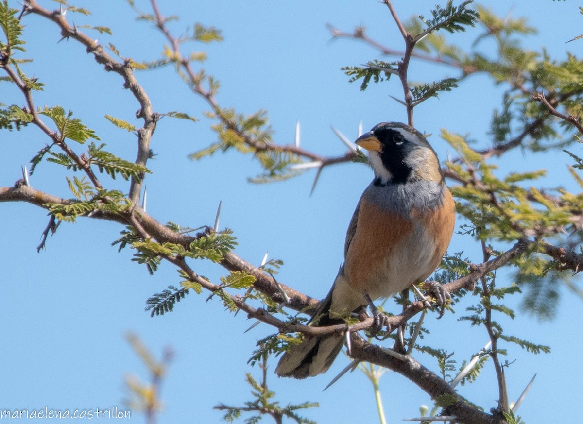 Many-colored Chaco Finch - ML473283851
