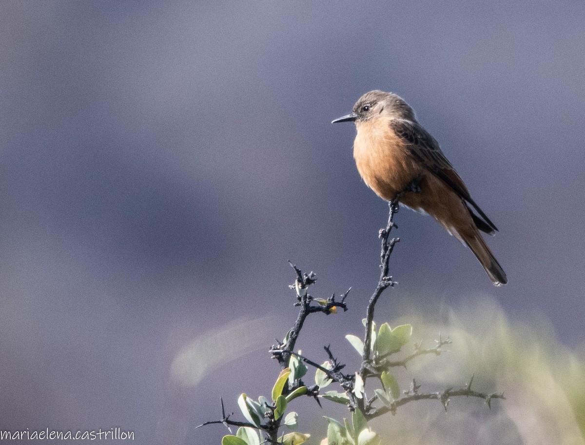 Cliff Flycatcher - ML473284401