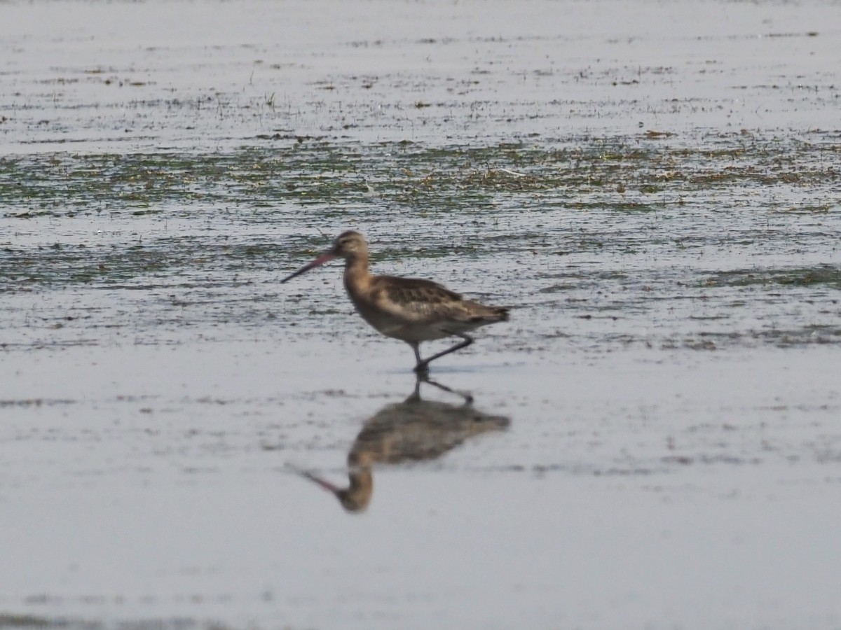 Black-tailed Godwit - ML473284451