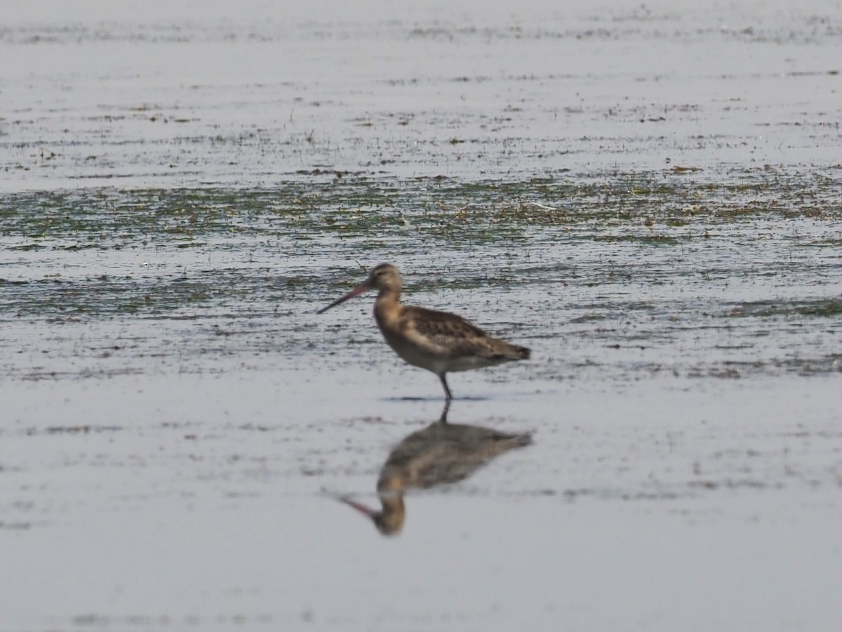 Black-tailed Godwit - ML473284461