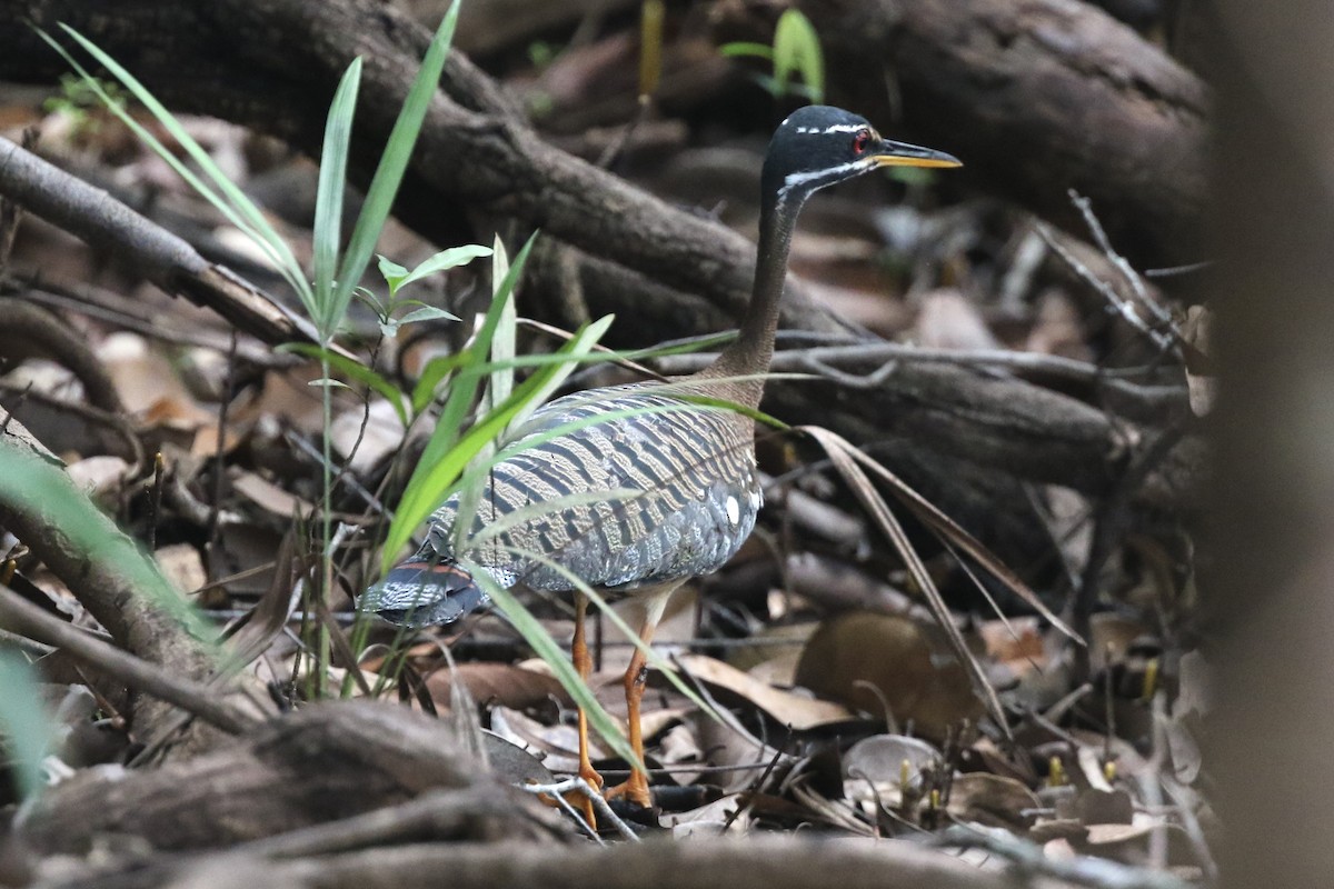 Sunbittern - Lisa Carol Wolf