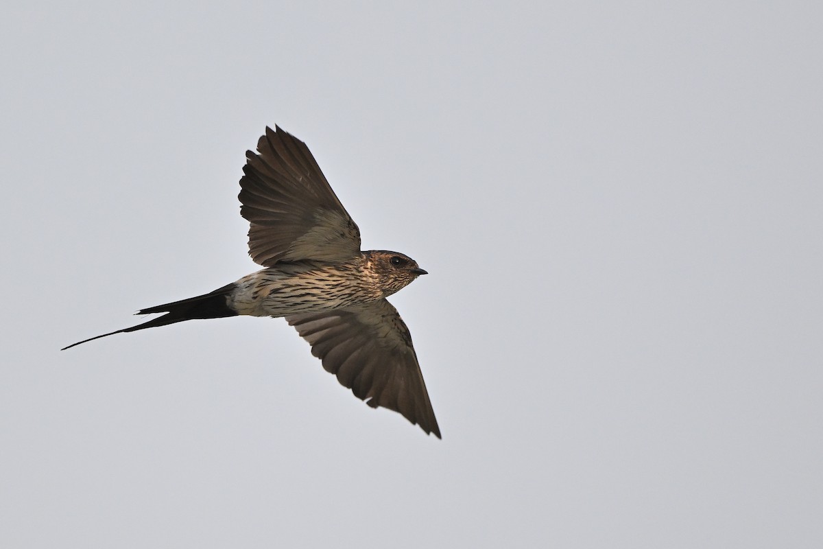 Eastern Red-rumped Swallow (Striated) - ML473285251