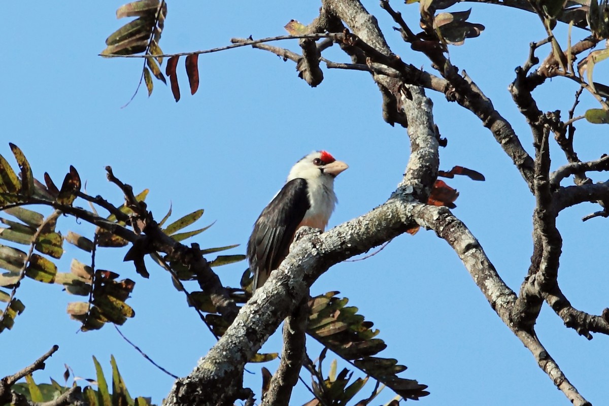 Black-backed Barbet (Black-backed) - ML47328621