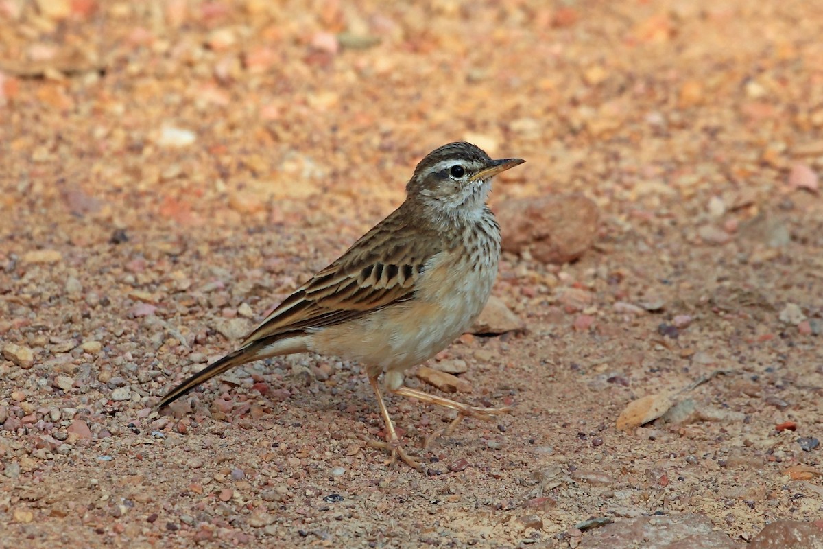 Woodland Pipit - Nigel Voaden