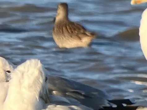 Short-billed Dowitcher - ML473288301