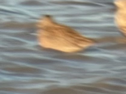 Short-billed Dowitcher - Roger Muskat