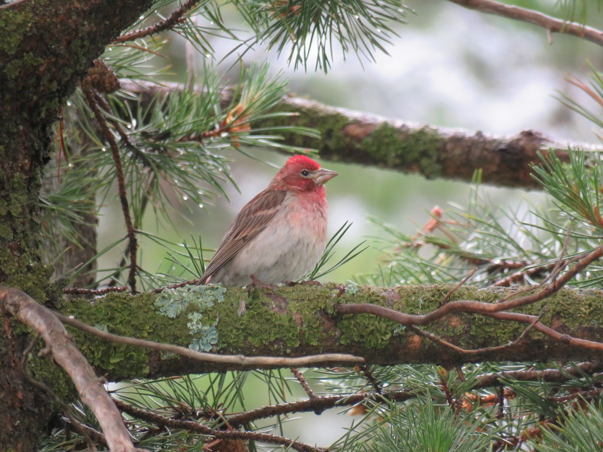 Cassin's Finch - ML473288461