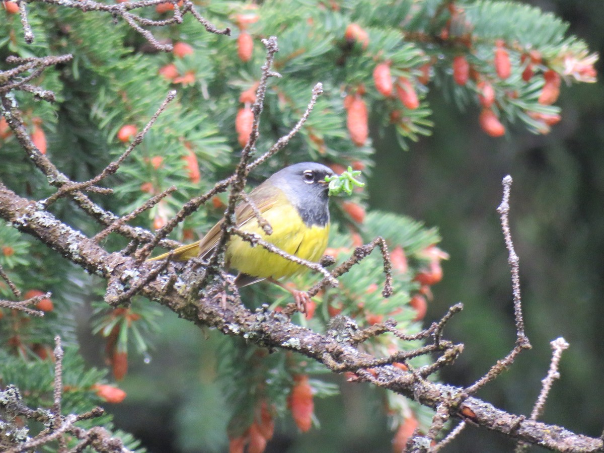 MacGillivray's Warbler - ML473288871