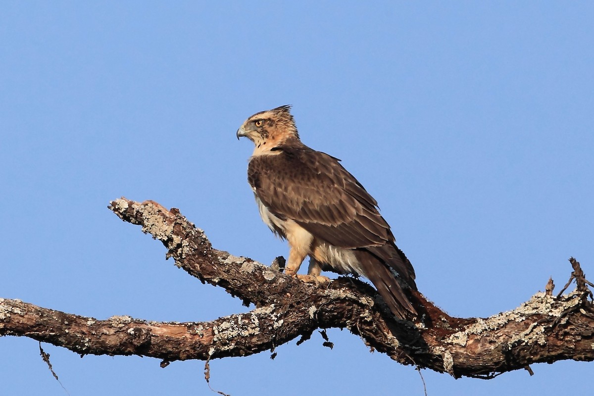 Ayres's Hawk-Eagle - Nigel Voaden