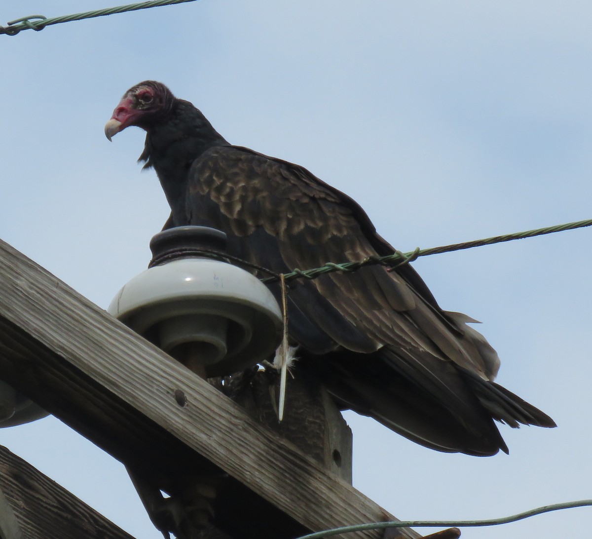 Turkey Vulture - ML473291891