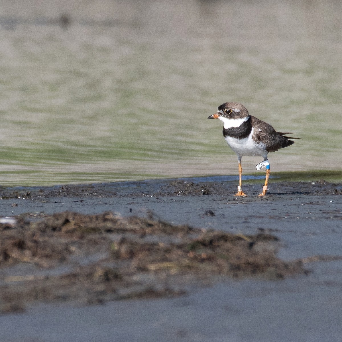 Semipalmated Plover - ML473291931