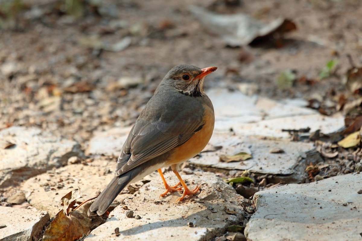 Kurrichane Thrush - ML47329201