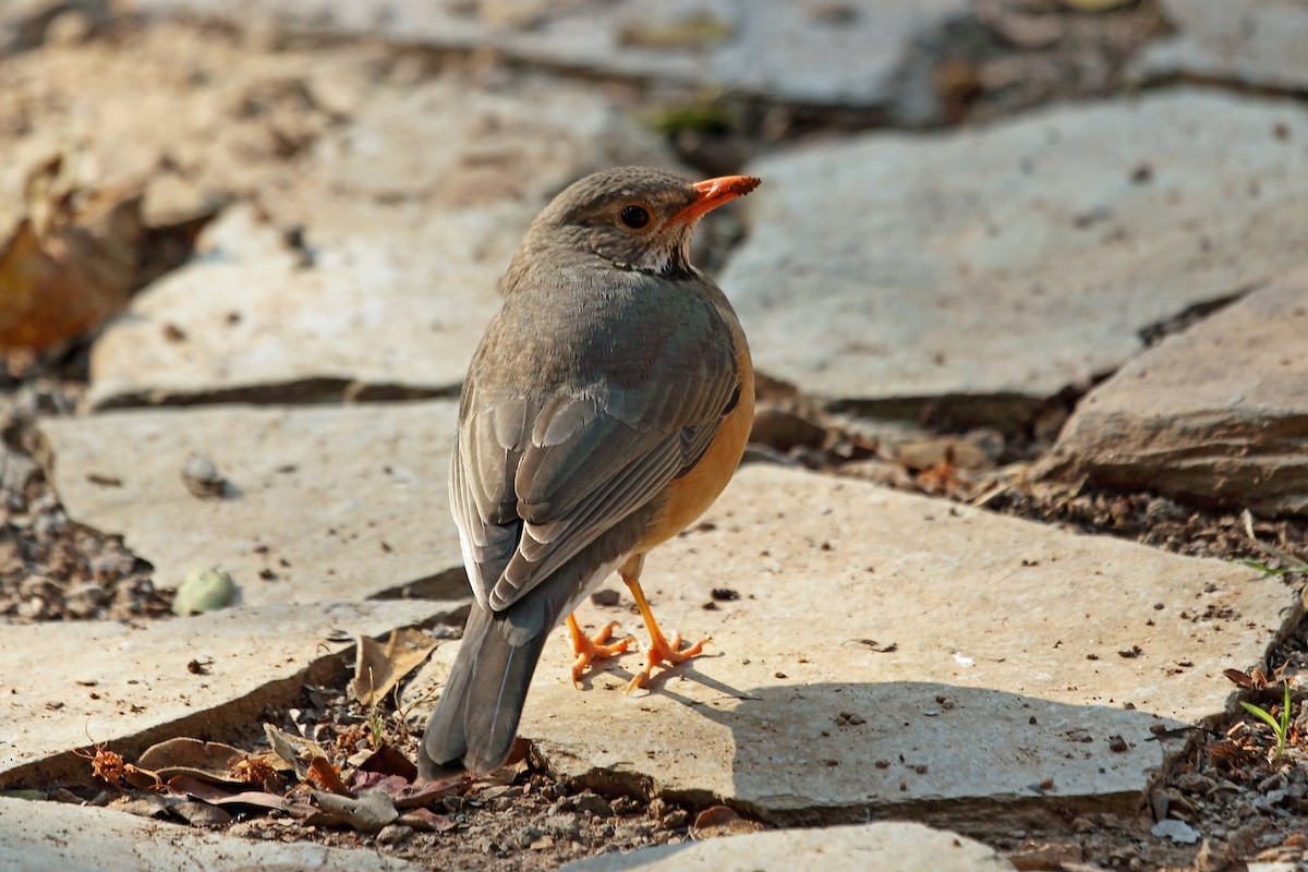 Kurrichane Thrush - Nigel Voaden