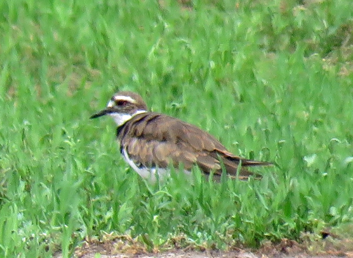 Killdeer - ML473292361