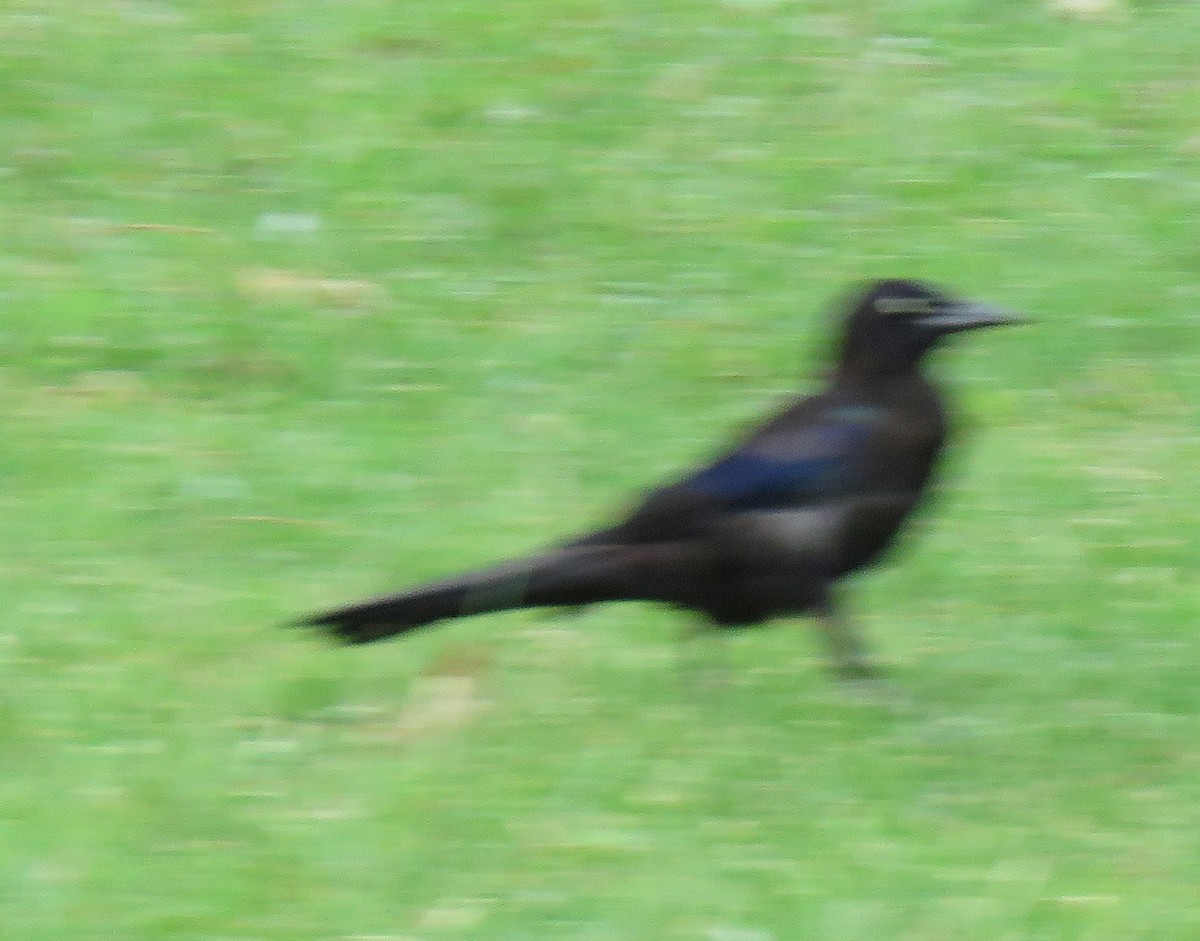 Common Grackle - ML473292611