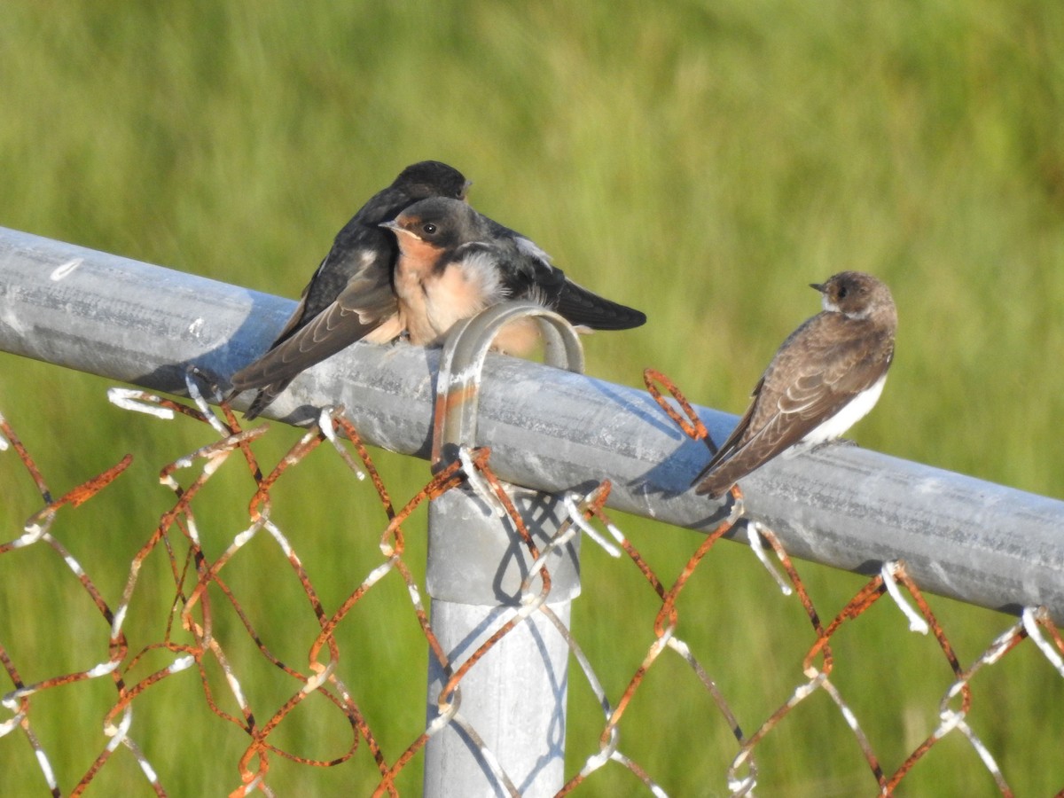 Bank Swallow - ML473293261