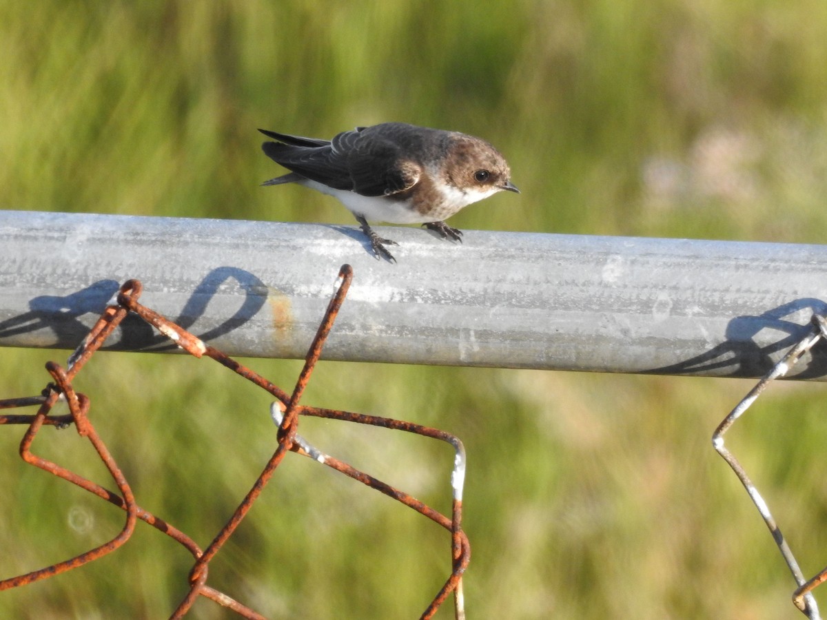 Bank Swallow - ML473293311