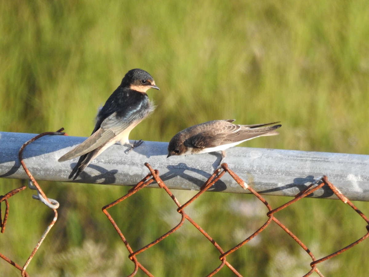 Bank Swallow - ML473293321