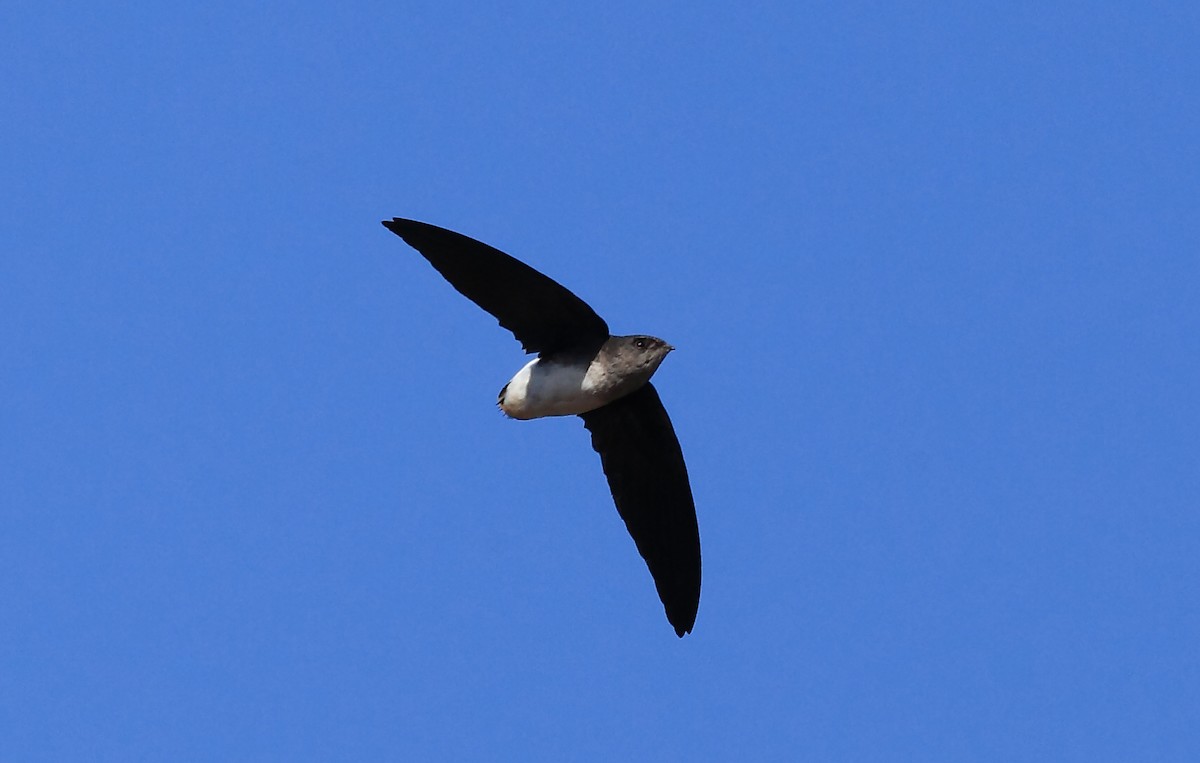 Bat-like Spinetail - Nigel Voaden