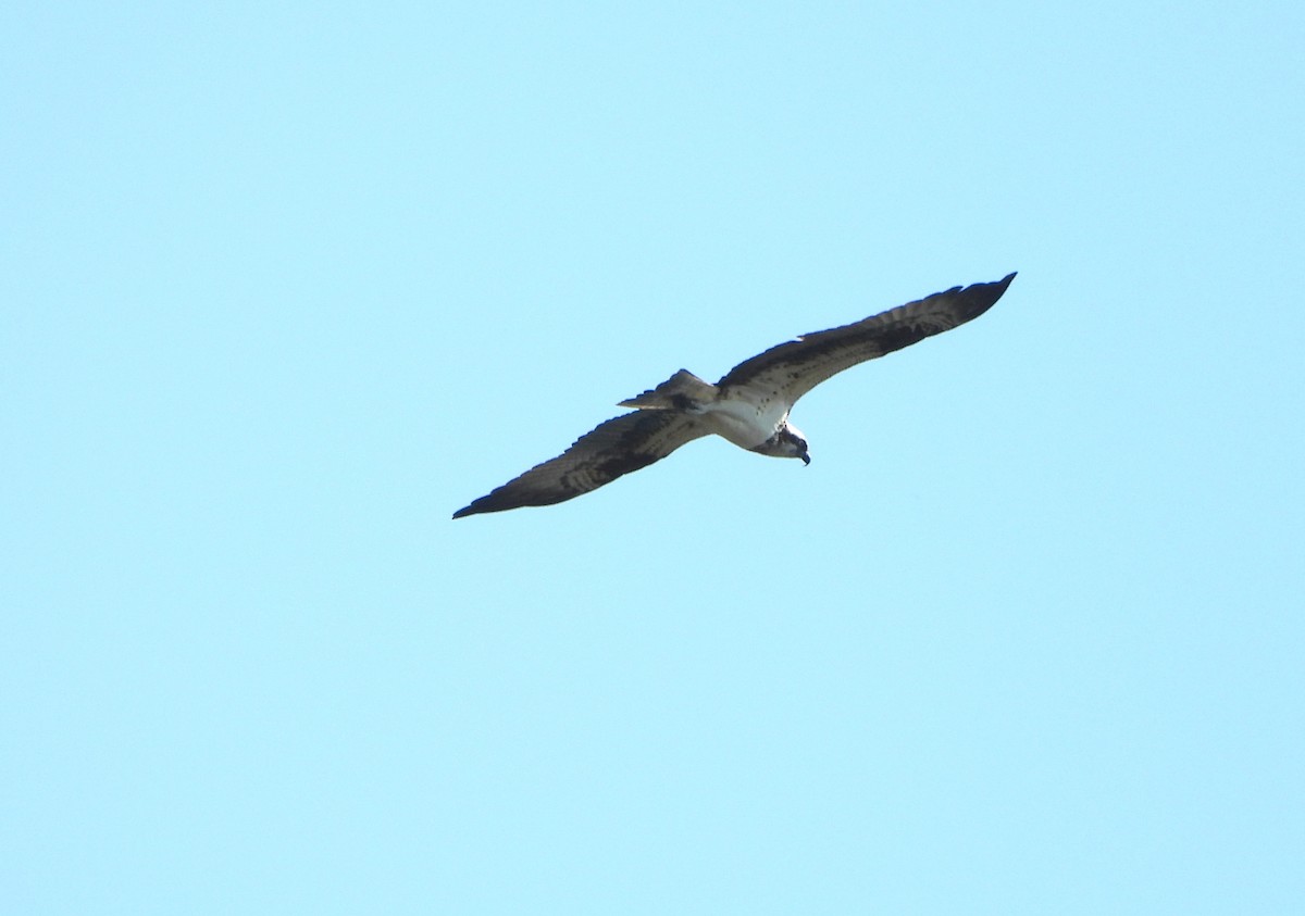 Balbuzard pêcheur - ML473293931