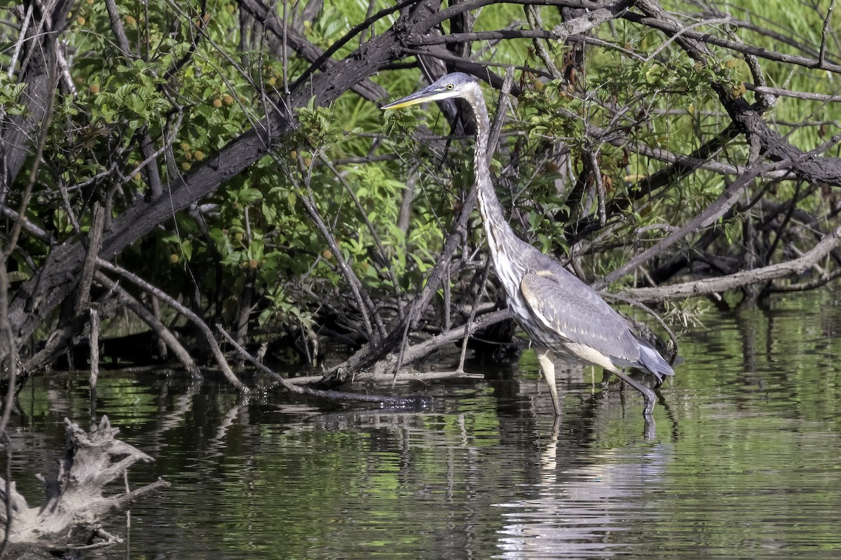 Great Blue Heron - ML473294071