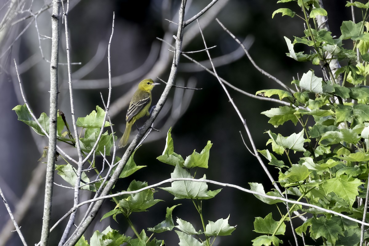 Orchard Oriole - ML473294241