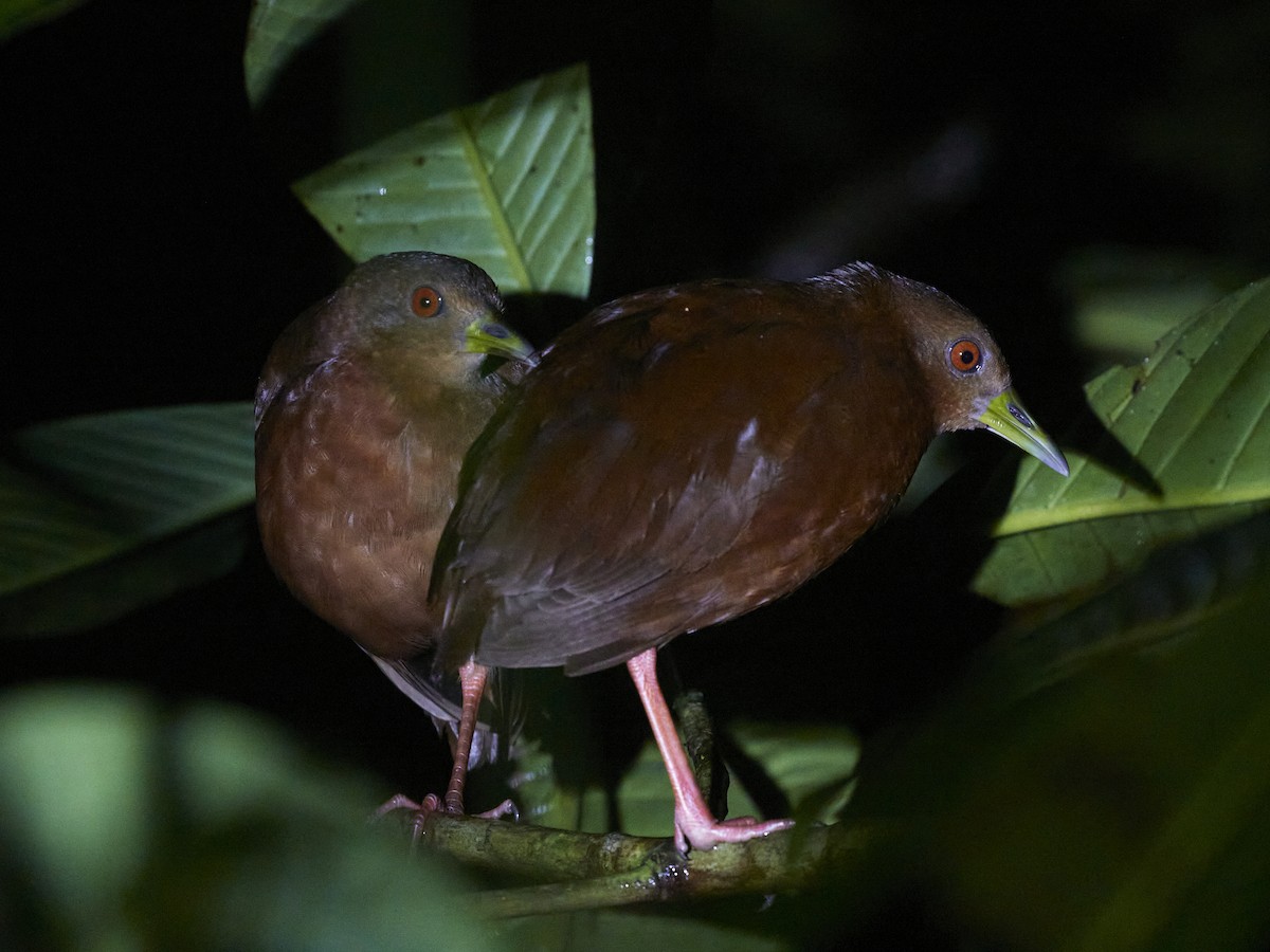 Uniform Crake - José Castaño